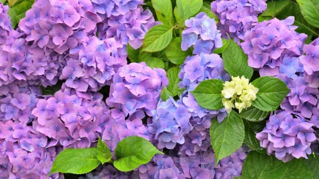 冨士川碧砂の占い