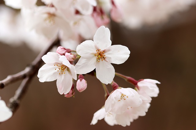 電話占いピュアリの桜ノ宮先生の占いは当たる?当たらない?口コミや評判を調査します
